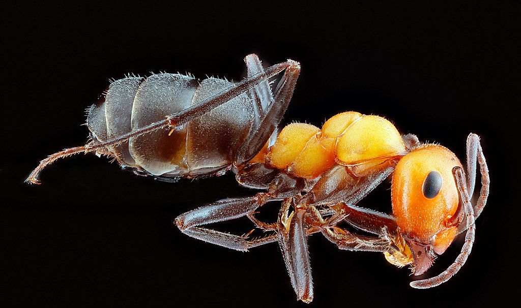Ant Control service in Rochester, NY