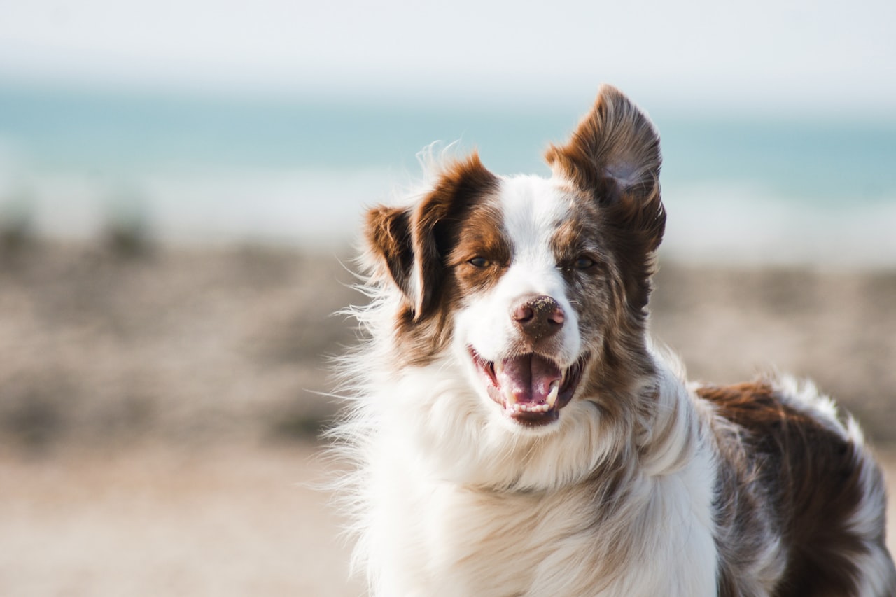 Flea & Tick Control service in Rochester, NY