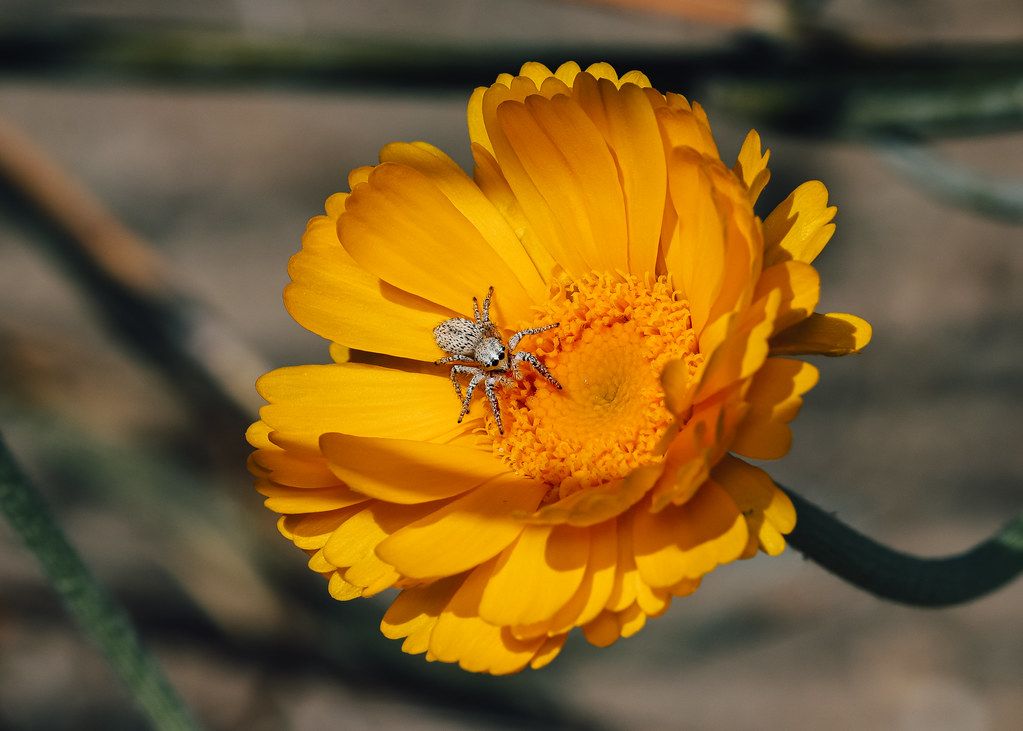 Spider Control service in Rochester, NY